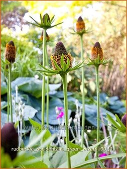 Rudbeckia occidentalis &#039;Green Wizard&#039; | Zonnehoed