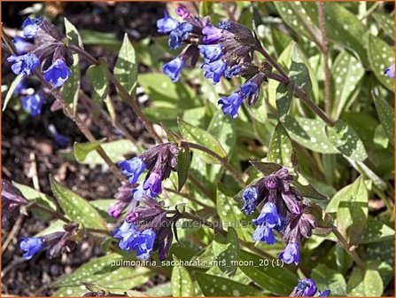 Pulmonaria saccharata &#039;Mrs Moon&#039; | Longkruid