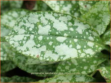 Pulmonaria saccharata &#039;Mrs Moon&#039; | Longkruid