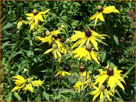 Ratibida pinnata | Mexicaanse zonnehoed, Prairiekegelbloem