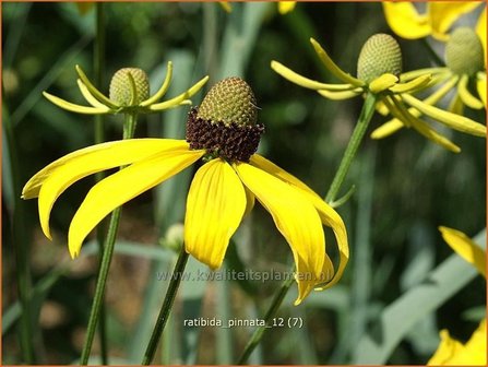 Ratibida pinnata | Mexicaanse zonnehoed, Prairiekegelbloem