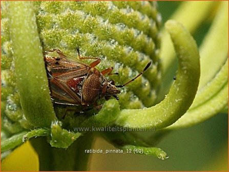 Ratibida pinnata | Mexicaanse zonnehoed, Prairiekegelbloem