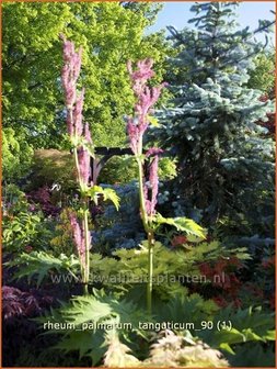 Rheum palmatum tanguticum | Sierrabarber