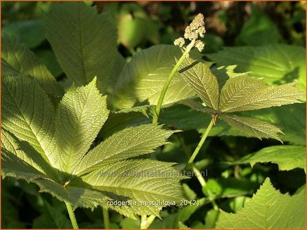 Rodgersia aesculifolia | Kastanjebladige astilbe, Schout-bij-nacht, Kijkblad | Kastanienbl&auml;ttriges Schaublatt