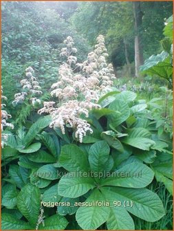 Rodgersia aesculifolia | Kastanjebladige astilbe, Schout-bij-nacht, Kijkblad | Kastanienbl&auml;ttriges Schaublatt