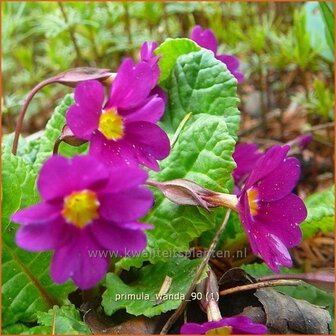 Primula &#039;Wanda&#039; | Sleutelbloem