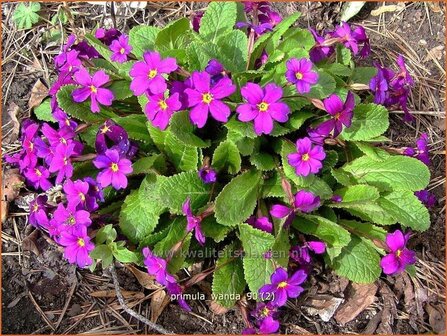 Primula &#039;Wanda&#039; | Sleutelbloem