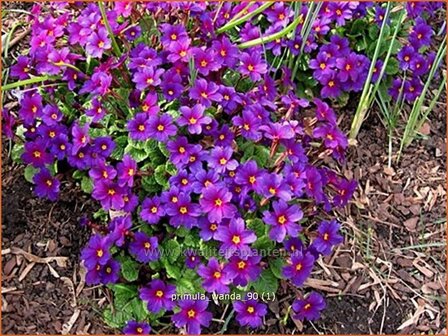 Primula &#039;Wanda&#039; | Sleutelbloem
