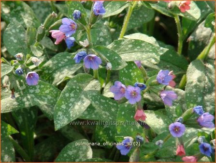 Pulmonaria officinalis | Longkruid