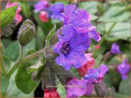 Pulmonaria officinalis | Longkruid