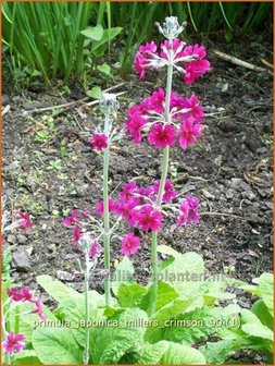 Primula japonica &#039;Miller&#039;s Crimson&#039; | Sleutelbloem, Etageprimula, Japanse sleutelbloem