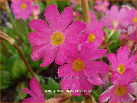 Primula rosea 'Grandiflora' | Sleutelbloem