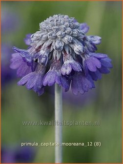 Primula capitata mooreana | Sleutelbloem