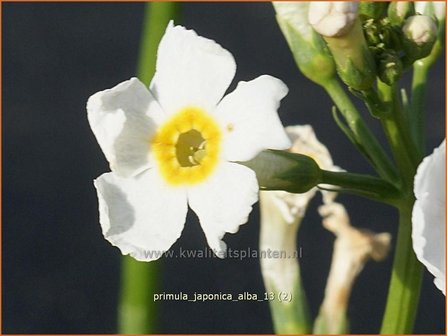 Primula japonica &#039;Alba&#039; | Sleutelbloem, Etageprimula, Japanse sleutelbloem