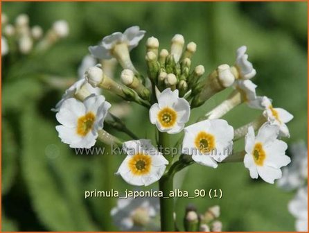 Primula japonica 'Alba' | Sleutelbloem, Etageprimula, Japanse sleutelbloem