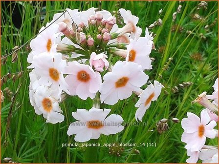 Primula japonica &#039;Apple Blossom&#039; | Sleutelbloem, Etageprimula, Japanse sleutelbloem