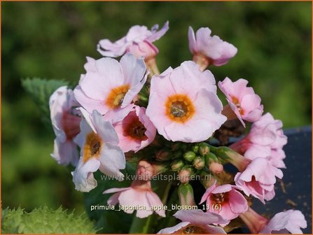 Primula japonica &#039;Apple Blossom&#039; | Sleutelbloem, Etageprimula, Japanse sleutelbloem