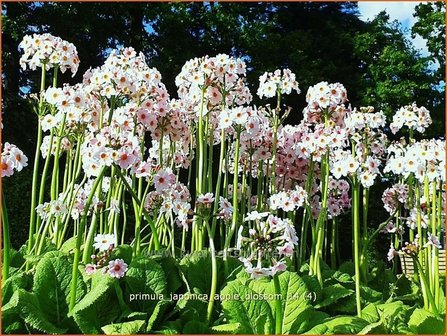 Primula japonica &#039;Apple Blossom&#039; | Sleutelbloem, Etageprimula, Japanse sleutelbloem