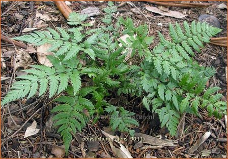 Polystichum rigens | Naaldvaren