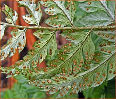 Polystichum rigens | Naaldvaren