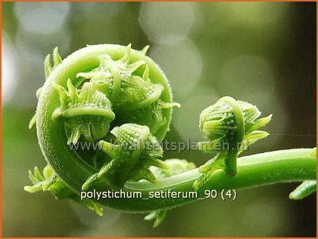 Polystichum setiferum | Zachte naaldvaren, Naaldvaren | Filigranfarn