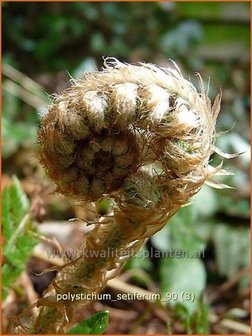 Polystichum setiferum | Zachte naaldvaren, Naaldvaren | Filigranfarnq