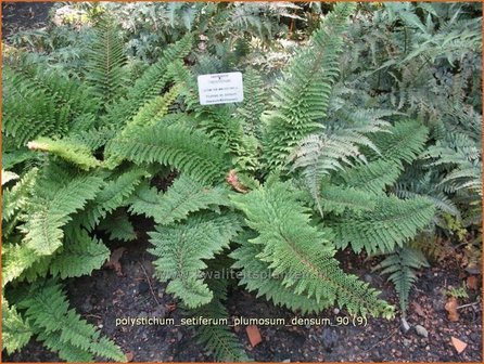 Polystichum setiferum &#039;Plumosum-densum&#039; | Zachte naaldvaren