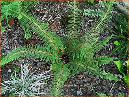 Polystichum setiferum &#039;Proliferum&#039; | Zachte naaldvaren