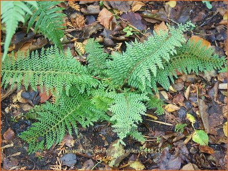 Polystichum setiferum &#039;Proliferum&#039; | Zachte naaldvaren