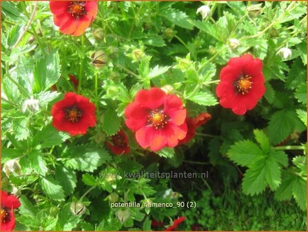 Potentilla &#039;Flamenco&#039; | Vijfvingerkruid, Ganzerik