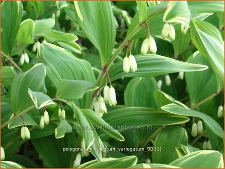 Polygonatum falcatum &#039;Variegatum&#039; | Salomonszegel