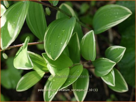 Polygonatum falcatum &#039;Variegatum&#039; | Salomonszegel