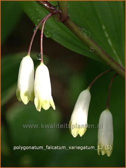Polygonatum falcatum &#039;Variegatum&#039; | Salomonszegel