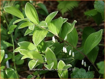 Polygonatum falcatum &#039;Variegatum&#039; | Salomonszegel