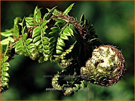 Polystichum aculeatum | Stijve naaldvaren, Naaldvaren | Dorniger Schildfarn | Hard Shield Fern