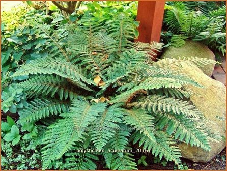 Polystichum aculeatum | Stijve naaldvaren, Naaldvaren | Dorniger Schildfarn | Hard Shield Fern