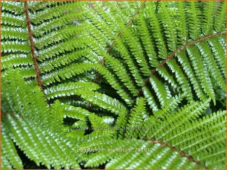 Polystichum aculeatum | Stijve naaldvaren, Naaldvaren | Dorniger Schildfarn | Hard Shield Fern