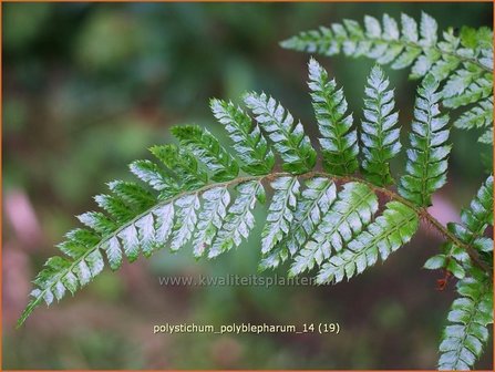 Polystichum polyblepharum | Naaldvaren