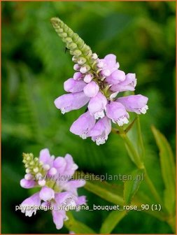 Physostegia virginiana &amp;#39;Bouquet Rose&amp;#39; | Scharnierbloem | Gelenkblume