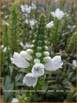 Physostegia virginiana 'Crystal Peak White' | Scharnierbloem, Scharnierplant