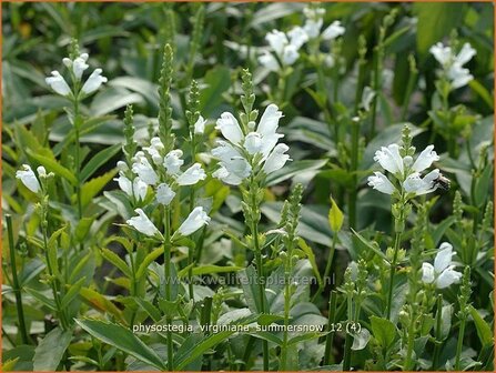 Physostegia virginiana &amp;#39;Summer Snow&amp;#39; | Scharnierbloem | Gelenkblume