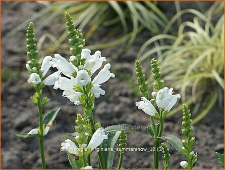 Physostegia virginiana &amp;#39;Summer Snow&amp;#39; | Scharnierbloem | Gelenkblume