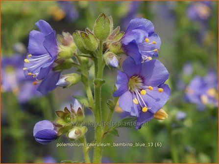Polemonium caeruleum 'Bambino Blue' | Jacobsladder