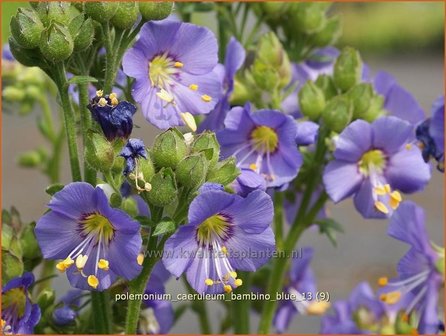 Polemonium caeruleum 'Bambino Blue' | Jacobsladder