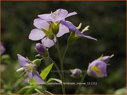 Polemonium caeruleum 'Lambrook Mauve' | Jacobsladder