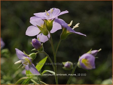 Polemonium caeruleum &#039;Lambrook Mauve&#039; | Jacobsladder