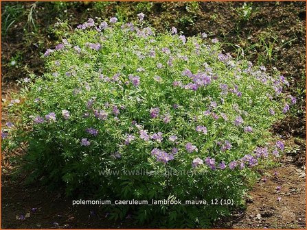 Polemonium caeruleum &#039;Lambrook Mauve&#039; | Jacobsladder