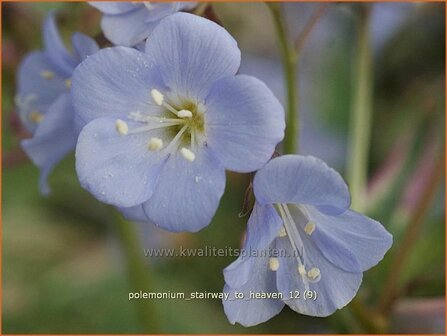 Polemonium &#039;Stairway to Heaven&#039; | Jacobsladder