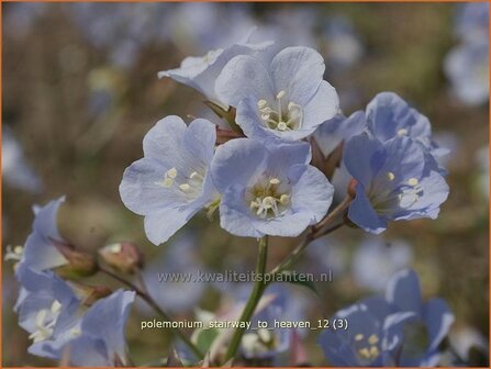 Polemonium &#039;Stairway to Heaven&#039; | Jacobsladder