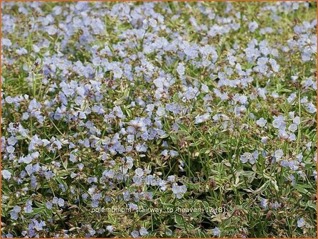 Polemonium &#039;Stairway to Heaven&#039; | Jacobsladder